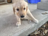 Yellow , a female Golden Retriever for sale in Hutto, TX – Photo 4 of 7
