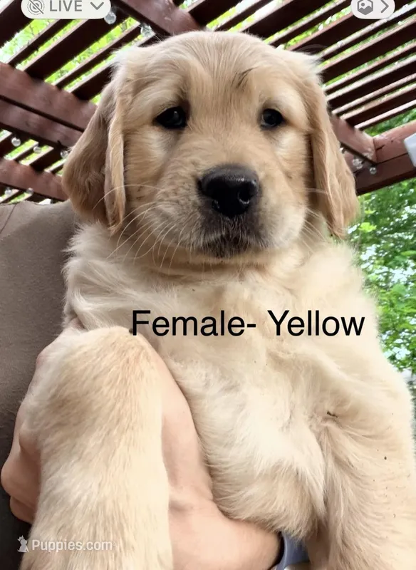 Yellow  – Golden Retriever puppy for sale in Hutto, TX