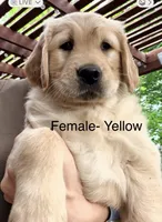 Yellow , a female Golden Retriever for sale in Hutto, TX – Photo 1 of 7