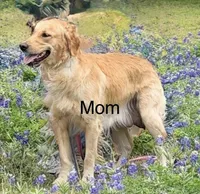 Yellow , a female Golden Retriever for sale in Hutto, TX – Photo 2 of 7