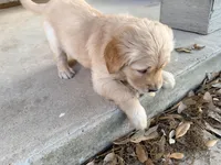 Yellow , a female Golden Retriever for sale in Hutto, TX – Photo 7 of 7