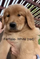 White (now Red), a female Golden Retriever for sale in Hutto, TX – Photo 2 of 5