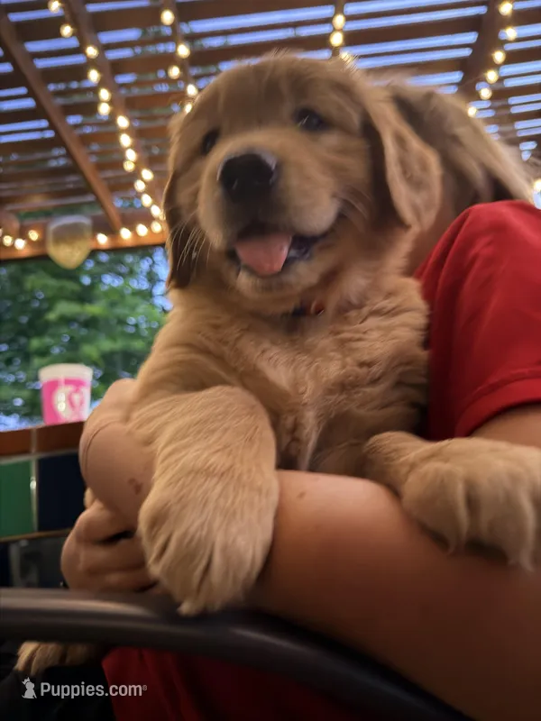 White (now Red) – Golden Retriever puppy for sale in Hutto, TX