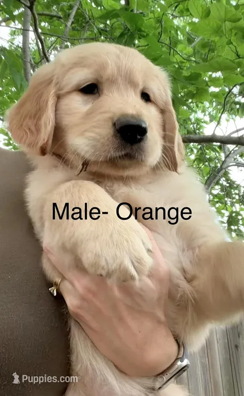 Orange  – Golden Retriever puppy for sale in Hutto, TX