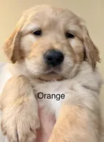 Orange , a male Golden Retriever for sale in Hutto, TX – Photo 3 of 6