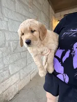 Orange , a male Golden Retriever for sale in Hutto, TX – Photo 6 of 6