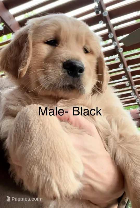 Black  – Golden Retriever puppy for sale in Hutto, TX