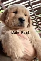 Black , a male Golden Retriever for sale in Hutto, TX – Photo 1 of 5