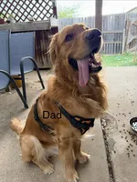 Black , a male Golden Retriever for sale in Hutto, TX – Photo 5 of 5