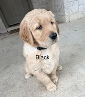 Black , a male Golden Retriever for sale in Hutto, TX – Photo 2 of 5