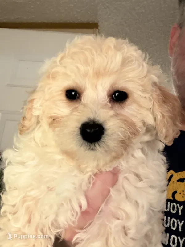 Goldie – Bichpoo, Poochon puppy for sale in Dahlonega, GA