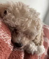 Goldie, a male Bichpoo and Poochon for sale in Dahlonega, GA – 10 of 10