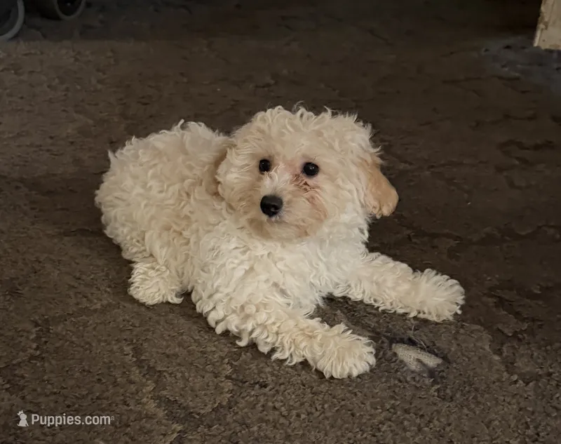 Goldie – Bichpoo, Poochon puppy for sale in Dahlonega, GA