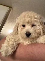 Patrick, a male Bichpoo and Poochon for sale in Dahlonega, GA – 2 of 10