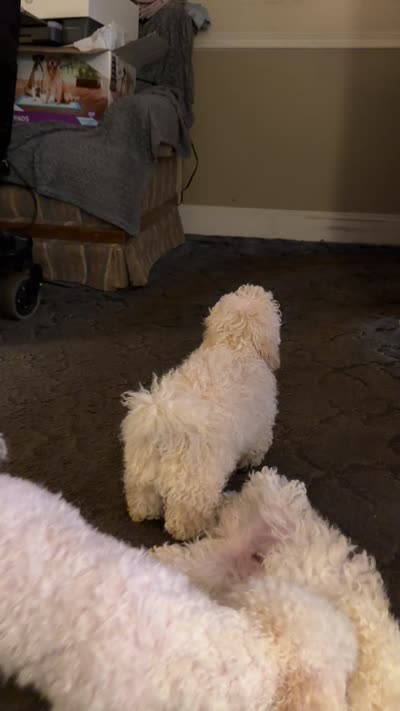 Patrick, a male Bichpoo and Poochon for sale in Dahlonega, GA – 9 of 10