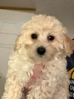 Goldie, a male Bichpoo and Poochon for sale in Dahlonega, GA – 6 of 10