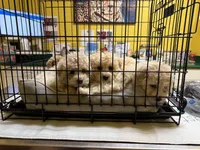Goldie, a male Bichpoo and Poochon for sale in Dahlonega, GA – 9 of 10