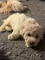 Patrick, a male Bichpoo and Poochon for sale in Dahlonega, GA – 8 of 10