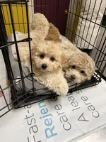 Goldie, a male Bichpoo and Poochon for sale in Dahlonega, GA – 8 of 10