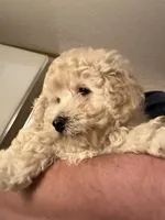 Patrick, a male Bichpoo and Poochon for sale in Dahlonega, GA – 3 of 10