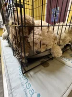 Patrick, a male Bichpoo and Poochon for sale in Dahlonega, GA – 6 of 10
