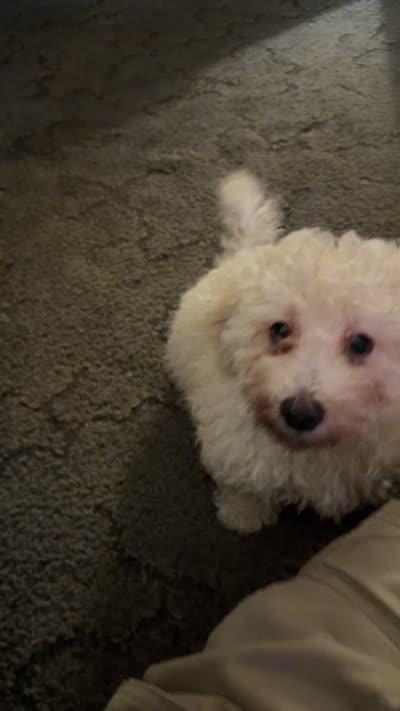 Patrick, a male Bichpoo and Poochon for sale in Dahlonega, GA – 5 of 10