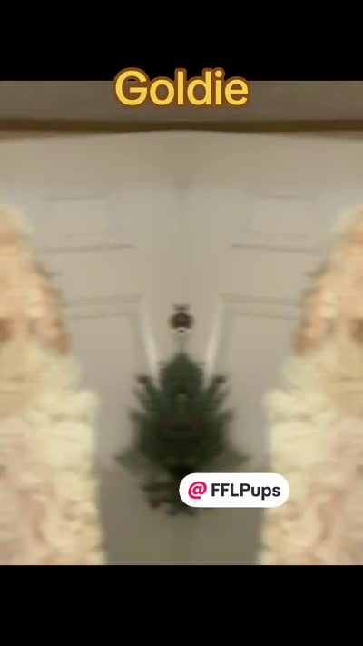 Goldie, a male Bichpoo and Poochon for sale in Dahlonega, GA – 4 of 10