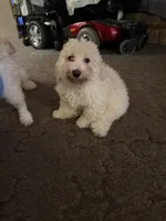 Patrick, a male Bichpoo and Poochon for sale in Dahlonega, GA – 10 of 10