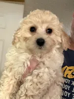 Goldie, a male Bichpoo and Poochon for sale in Dahlonega, GA – 2 of 10