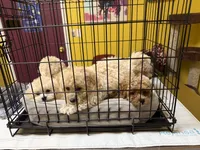 Goldie, a male Bichpoo and Poochon for sale in Dahlonega, GA – 7 of 10