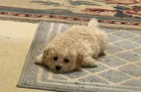 Goldie, a male Bichpoo and Poochon for sale in Dahlonega, GA – 3 of 10