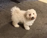 Patrick, a male Bichpoo and Poochon for sale in Dahlonega, GA – 1 of 10