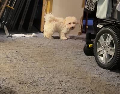 Patrick, a male Bichpoo and Poochon for sale in Dahlonega, GA – 7 of 10