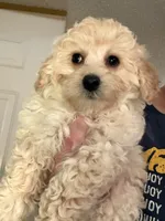 Goldie, a male Bichpoo and Poochon for sale in Dahlonega, GA – 5 of 10