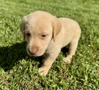 AKC Yellow Labrador Retriever - Male, a male Labrador Retriever for sale in Abingdon, VA – 2 of 6