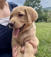 Labrador Puppy - Female - AKC, a female Labrador Retriever for sale in Abingdon, VA – 4 of 7