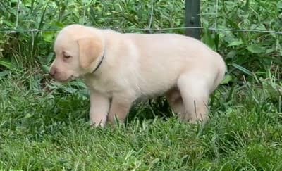 AKC Yellow Labrador Retriever - Male, a male Labrador Retriever for sale in Abingdon, VA – 4 of 6