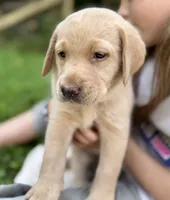 AKC yellow lab puppy - female, a female Labrador Retriever for sale in Abingdon, VA – 2 of 9