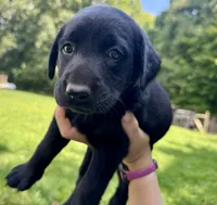 AKC Black Labrador Puppy - Female, a female Labrador Retriever for sale in Abingdon, VA – 6 of 8