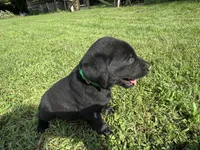 AKC Black Labrador Puppy - Male, a male Labrador Retriever for sale in Abingdon, VA – 5 of 9