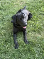 AKC Yellow Labrador Puppy - Female, a female Labrador Retriever for sale in Abingdon, VA – 9 of 9