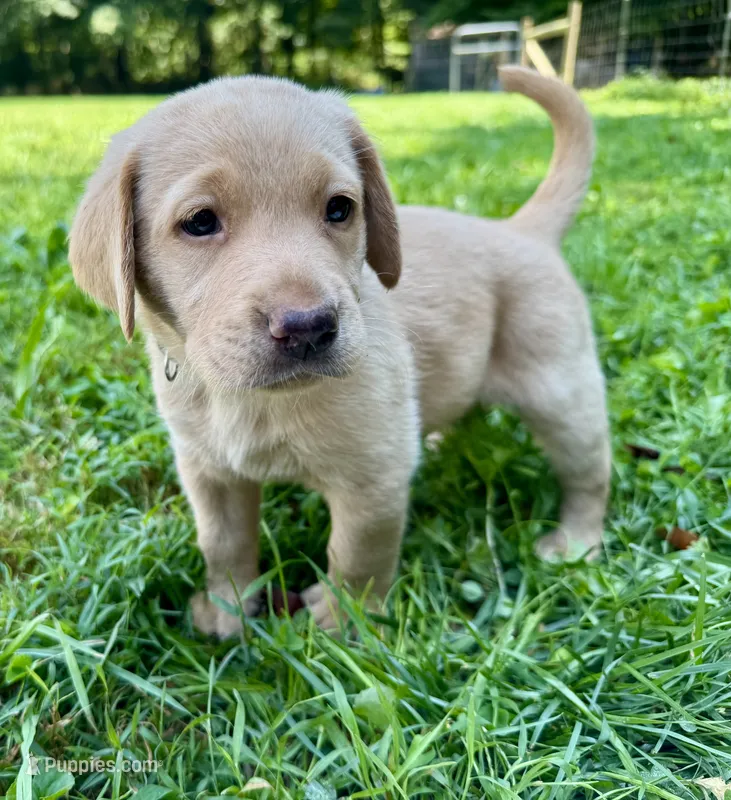 AKC yellow lab puppy - female – Labrador Retriever puppy for sale in Abingdon, VA