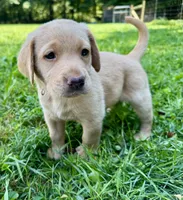 AKC yellow lab puppy - female, a female Labrador Retriever for sale in Abingdon, VA – 1 of 9
