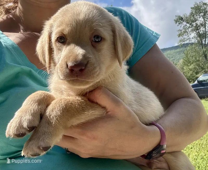 AKC Yellow Labrador Retriever - Male – Labrador Retriever puppy for sale in Abingdon, VA