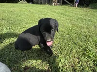 AKC Black Labrador Puppy - Male, a male Labrador Retriever for sale in Abingdon, VA – 7 of 9
