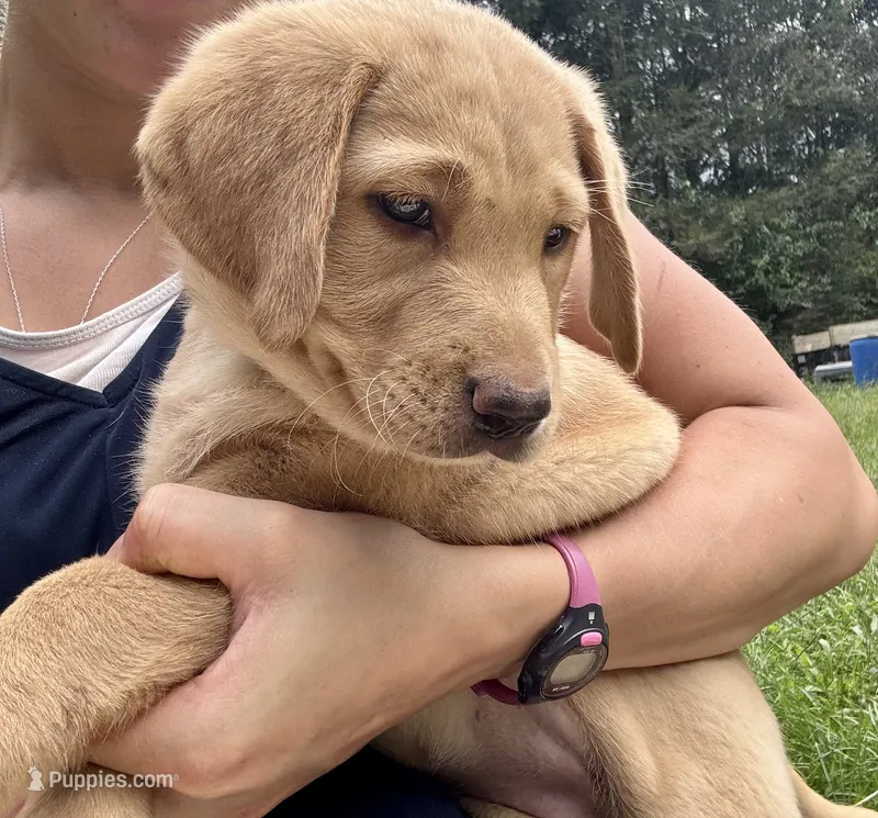 Labrador Puppy - Female - AKC – Labrador Retriever puppy for sale in Abingdon, VA