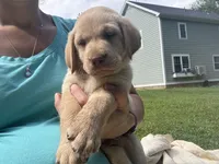 AKC Yellow Labrador Puppy - Male, a male Labrador Retriever for sale in Abingdon, VA – 2 of 7