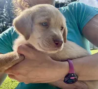 AKC Yellow Labrador Retriever - Male, a male Labrador Retriever for sale in Abingdon, VA – 3 of 6