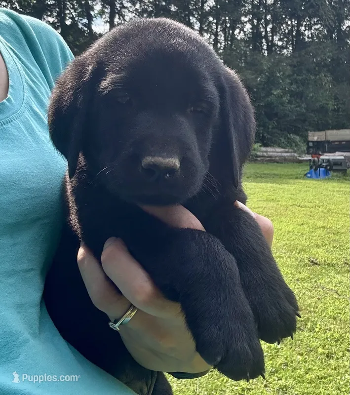 AKC Black Labrador Puppy - Male – Labrador Retriever puppy for sale in Abingdon, VA