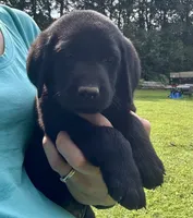 AKC Black Labrador Puppy - Male, a male Labrador Retriever for sale in Abingdon, VA – 1 of 9